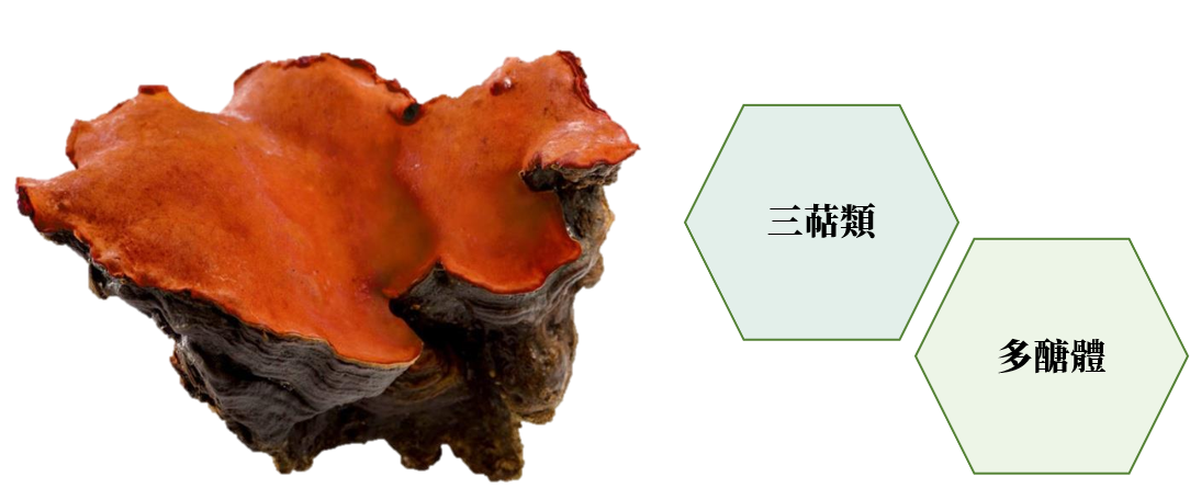 什麼是牛樟芝圖片